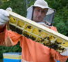 6+ Khasiat Bee Pollen, Aturan Konsumsi & Efek Samping