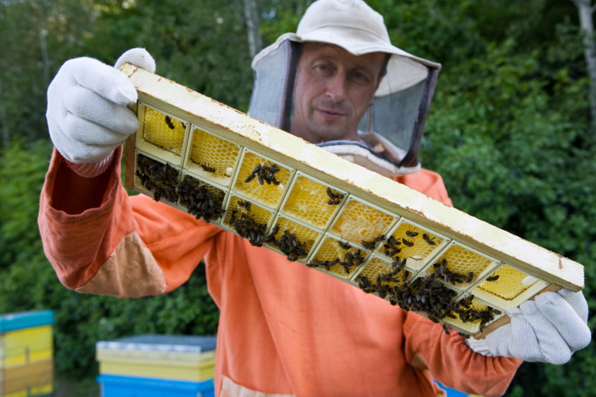 Khasiat bee pollen pada lebah yang multi fungsi untuk kesehatan